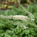 Black Cohosh