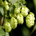 Humulus lupulus